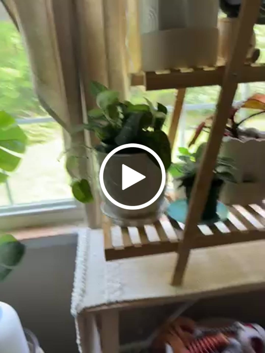 Customer video review of Silver Satin Pothos Live Houseplant - Scindapsus Pictus Argyraeus - Silver Pothos Plant - Easy Care Low-Light Houseplant