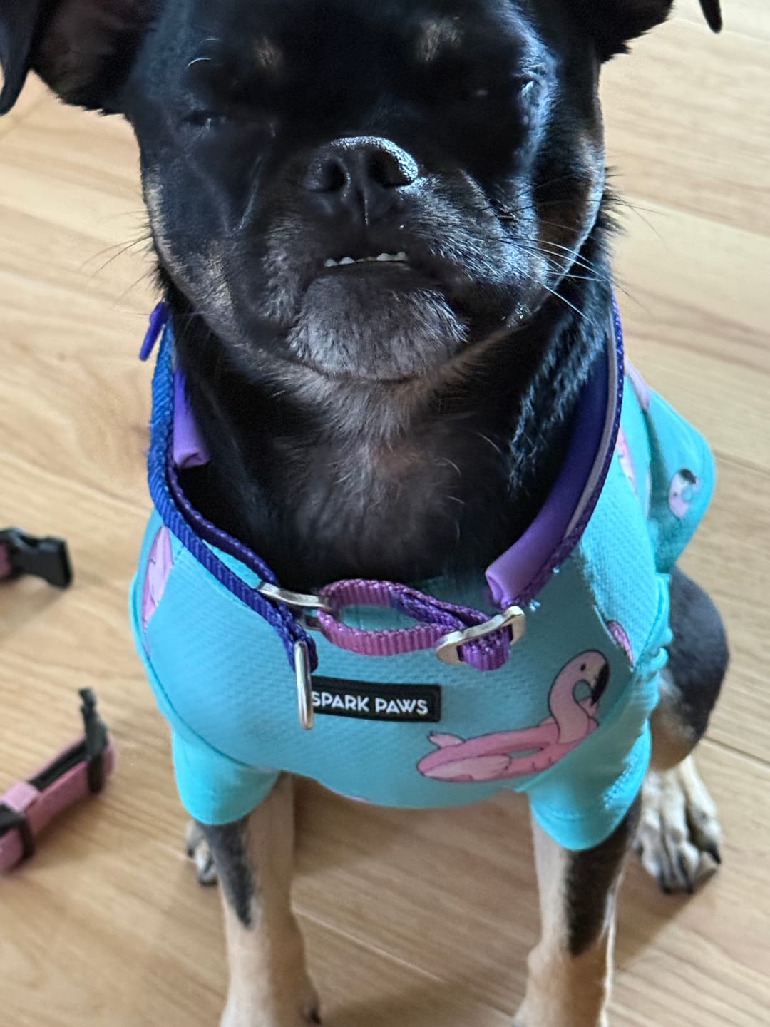 Customer photo review of Cushioned Martingale Collars