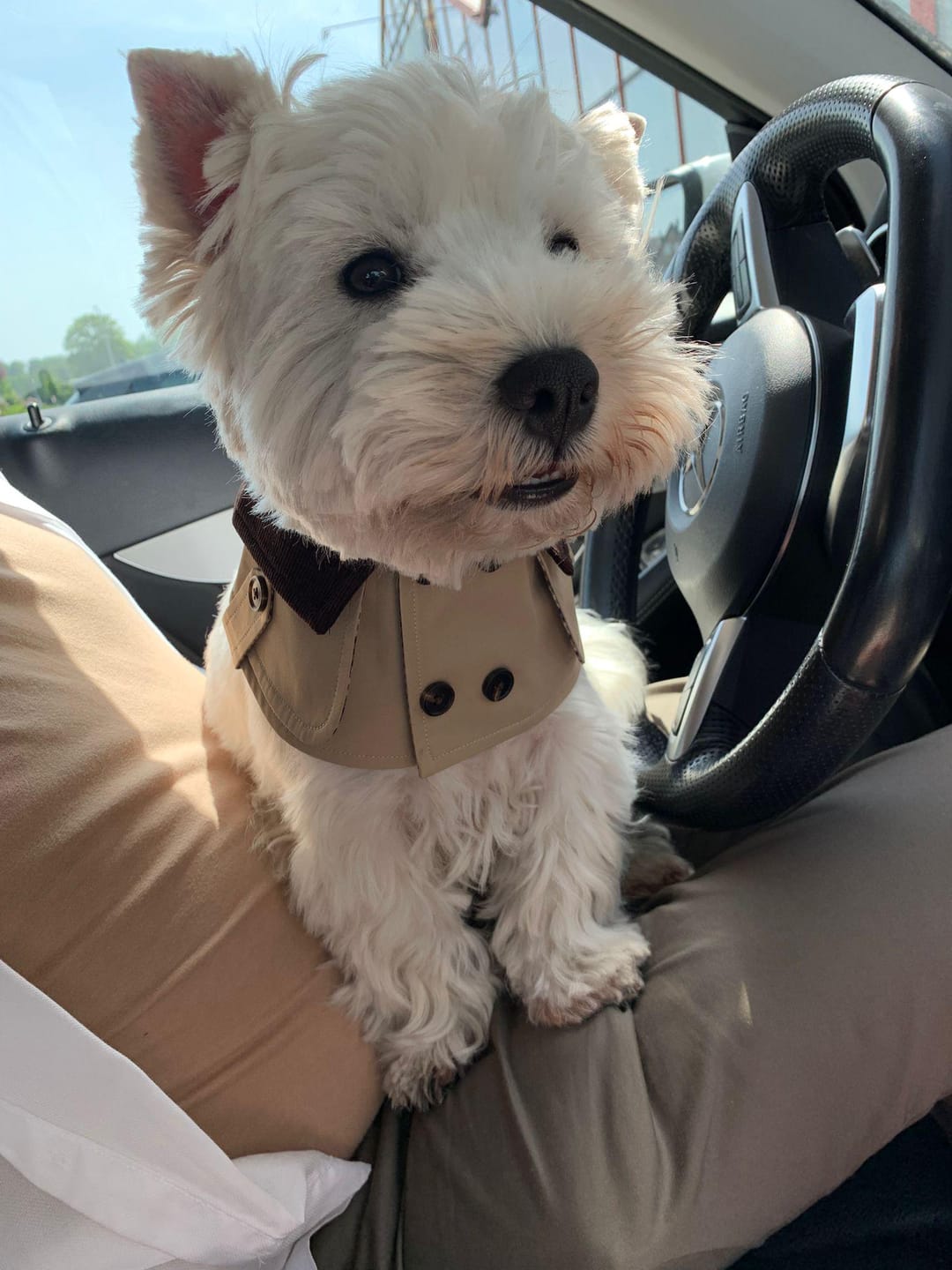 Customer photo review of Edward – Handmade British Trench Coat One-Piece for Dogs