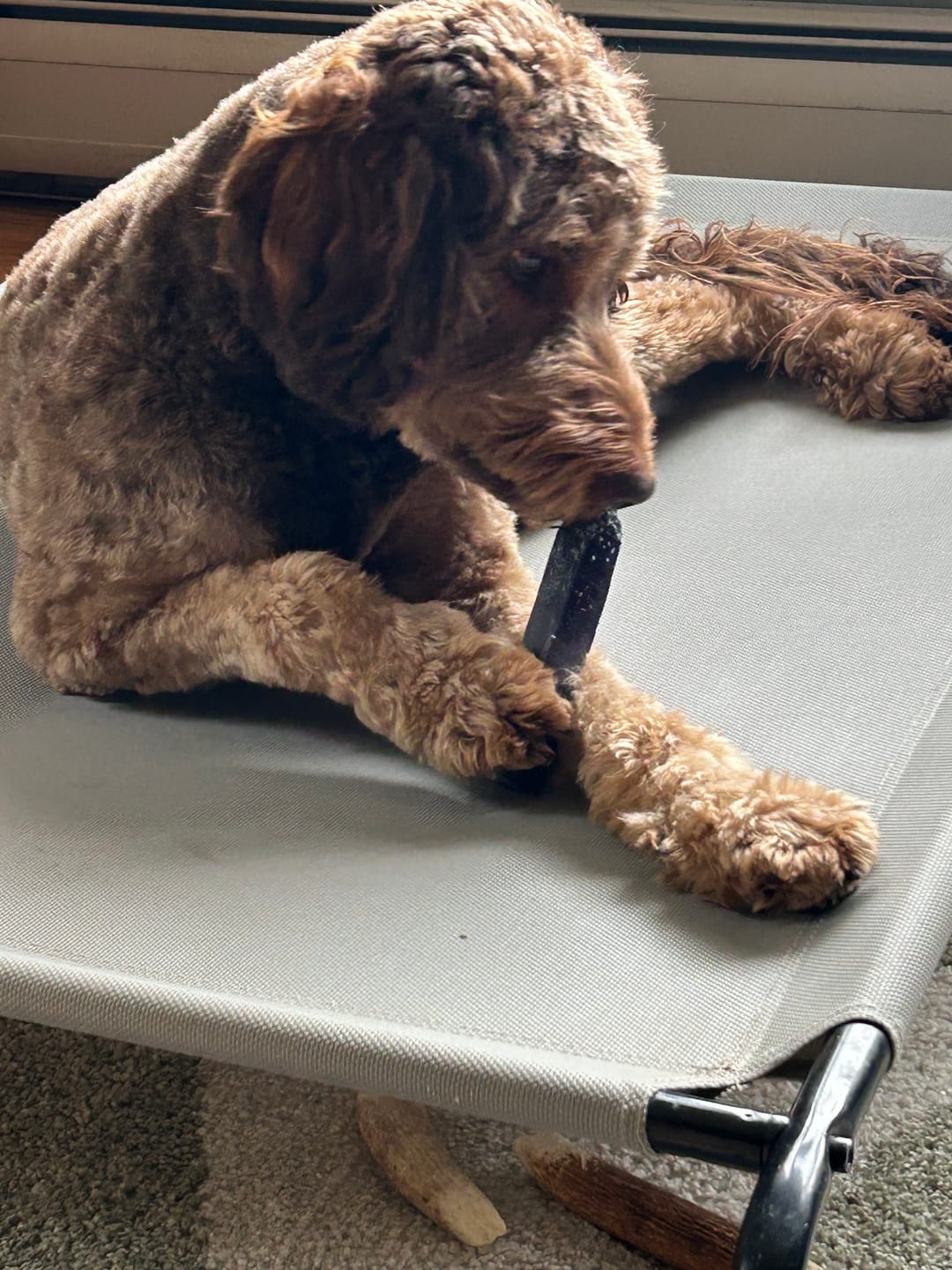 Customer photo review of Regular/Unflavored Himalayan Yak Chews | 6-Sizes (for Small to Big Dogs)