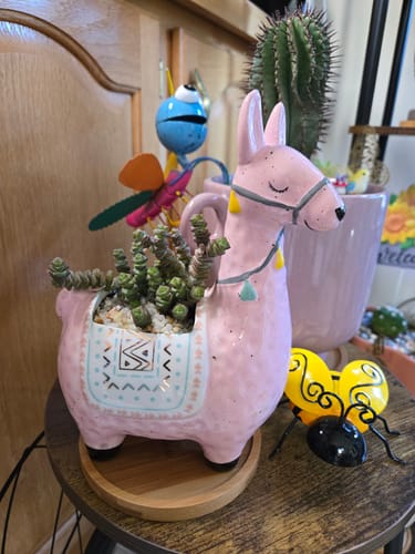 Customer's Crassula Baby's Necklace plant displayed in a cute, pink llama-shaped planter on a wooden table.