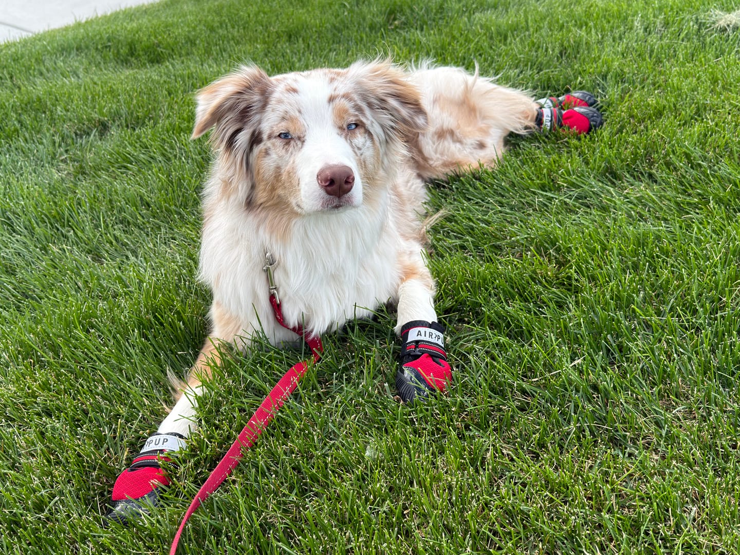 Customer photo review of AIR PUP DOG SHOES - SET OF 4