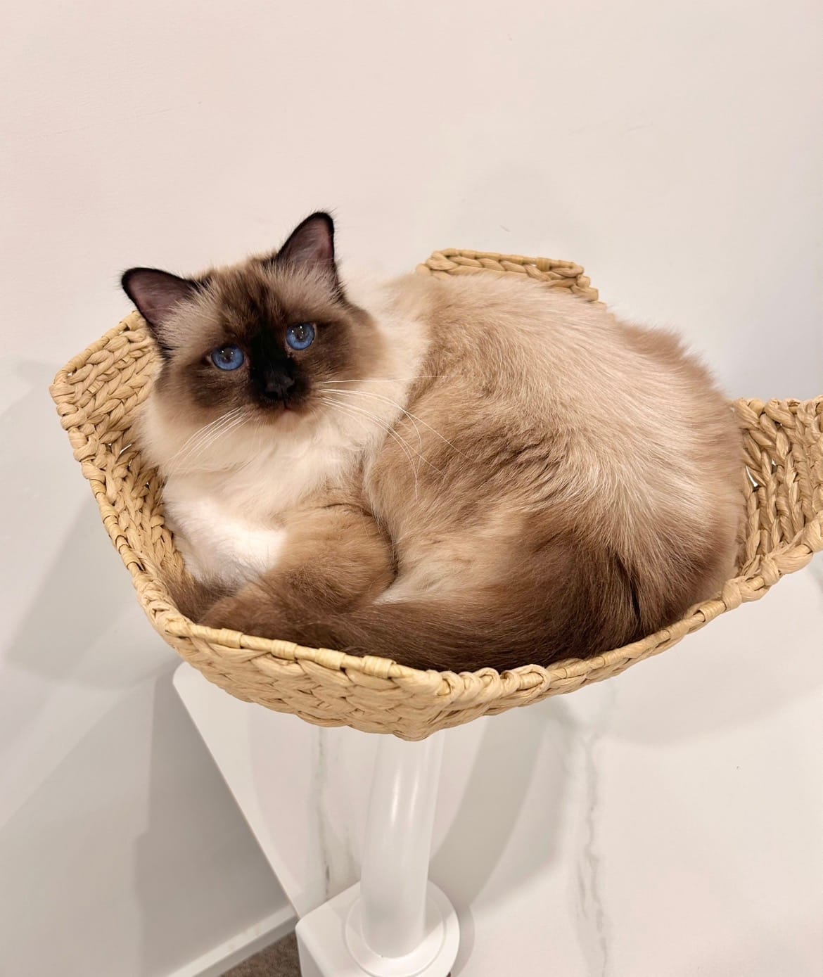 Customer photo review of Michu DeskMate Sustainable Desk-Mounted Side Companion Cat Tree