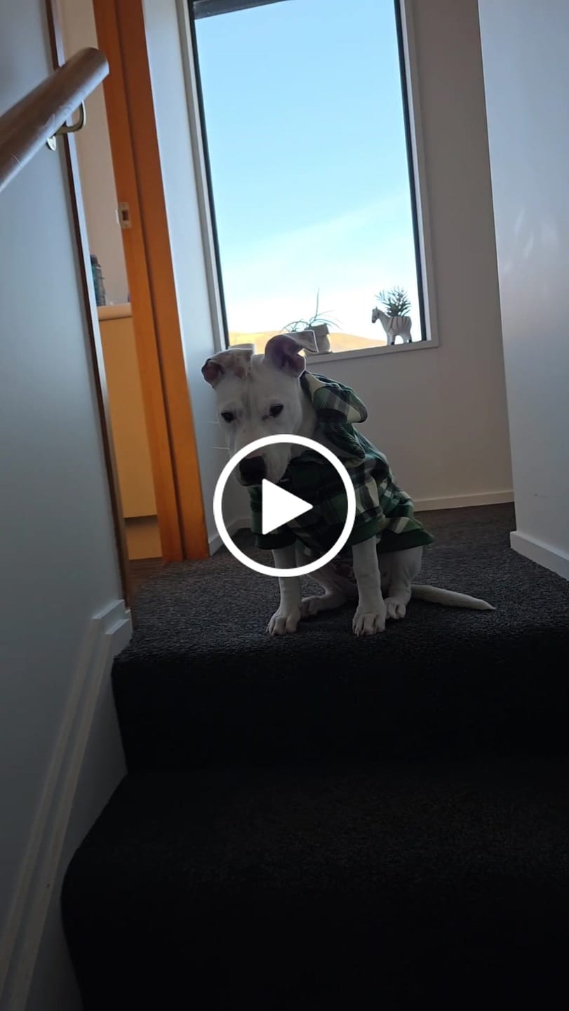Customer video review of Green Plaid Dog Hoodie