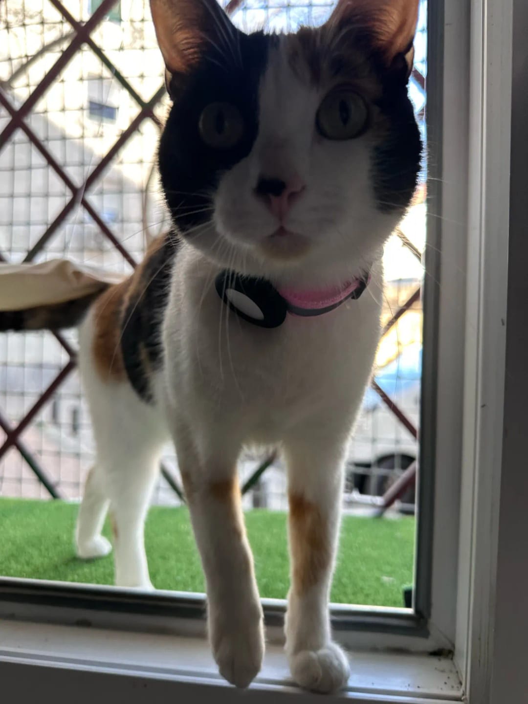 Customer photo review of Cat AirTag Holder Collar Breakaway Reflective Strips Adjustable Kitten Collar Waterproof Cat Bell Collar Pet Air Tag Case collar