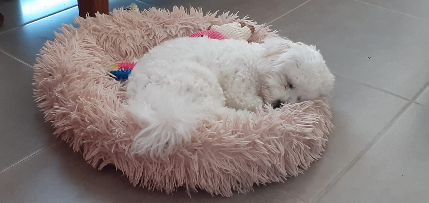 Customer photo review of Croquettes Poulet & Petit Pois - Chiot