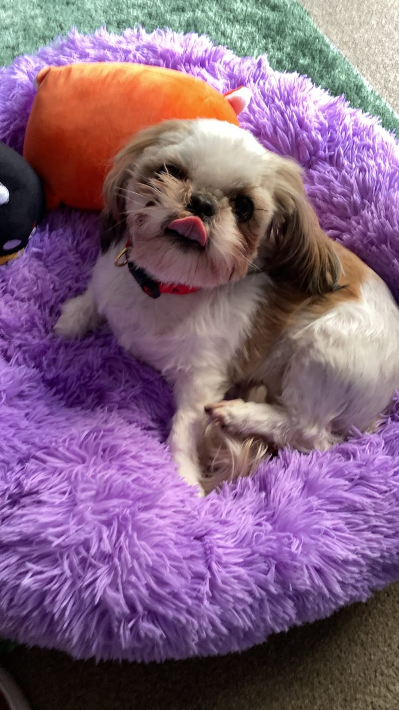 Customer photo review of Calming Pet Bed Machine Washable