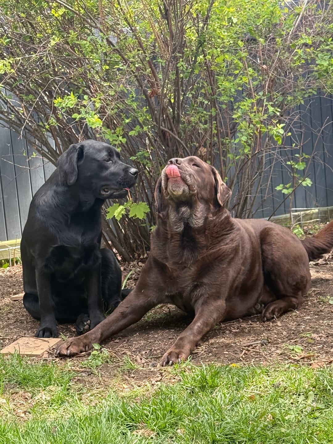 Customer photo review of 6 Inch Standard Bully Stick