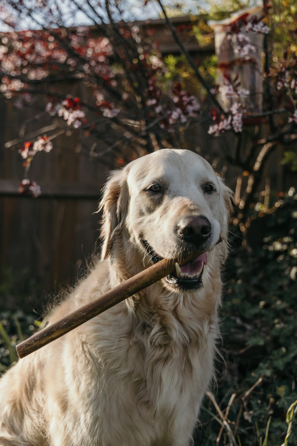 Customer photo review of 12 Inch Monster Bully Stick