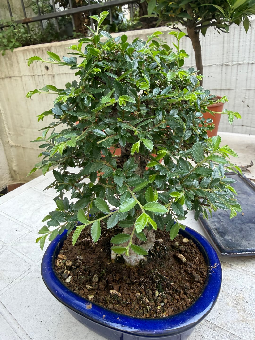 Customer photo review of BULK MASTER CONCIME ESTIVO BONSAI PREMIUM CB®