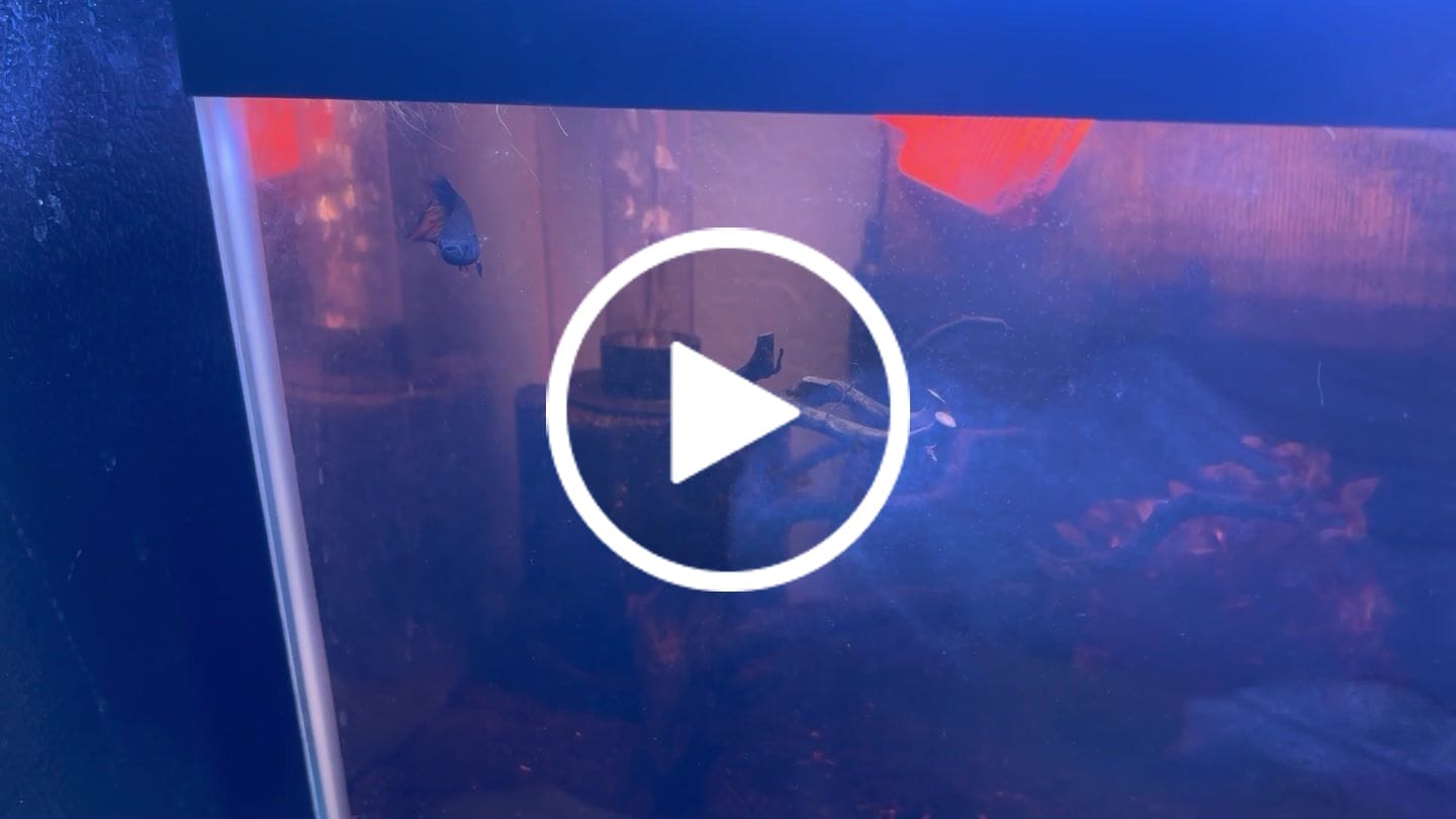 Customer video review of Long Southern Orange Benjarong Crimson Cheek Wild Betta Fish - Kingdom of Thailand (Male)