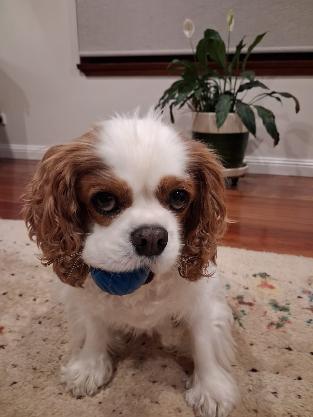 Customer photo review of Digestive-K9 Chews