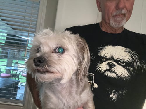 Reviewer holds their shih tzu, showing its resemblance to the graphic on their Whiskey Shih Tzu Grunge T-Shirt.