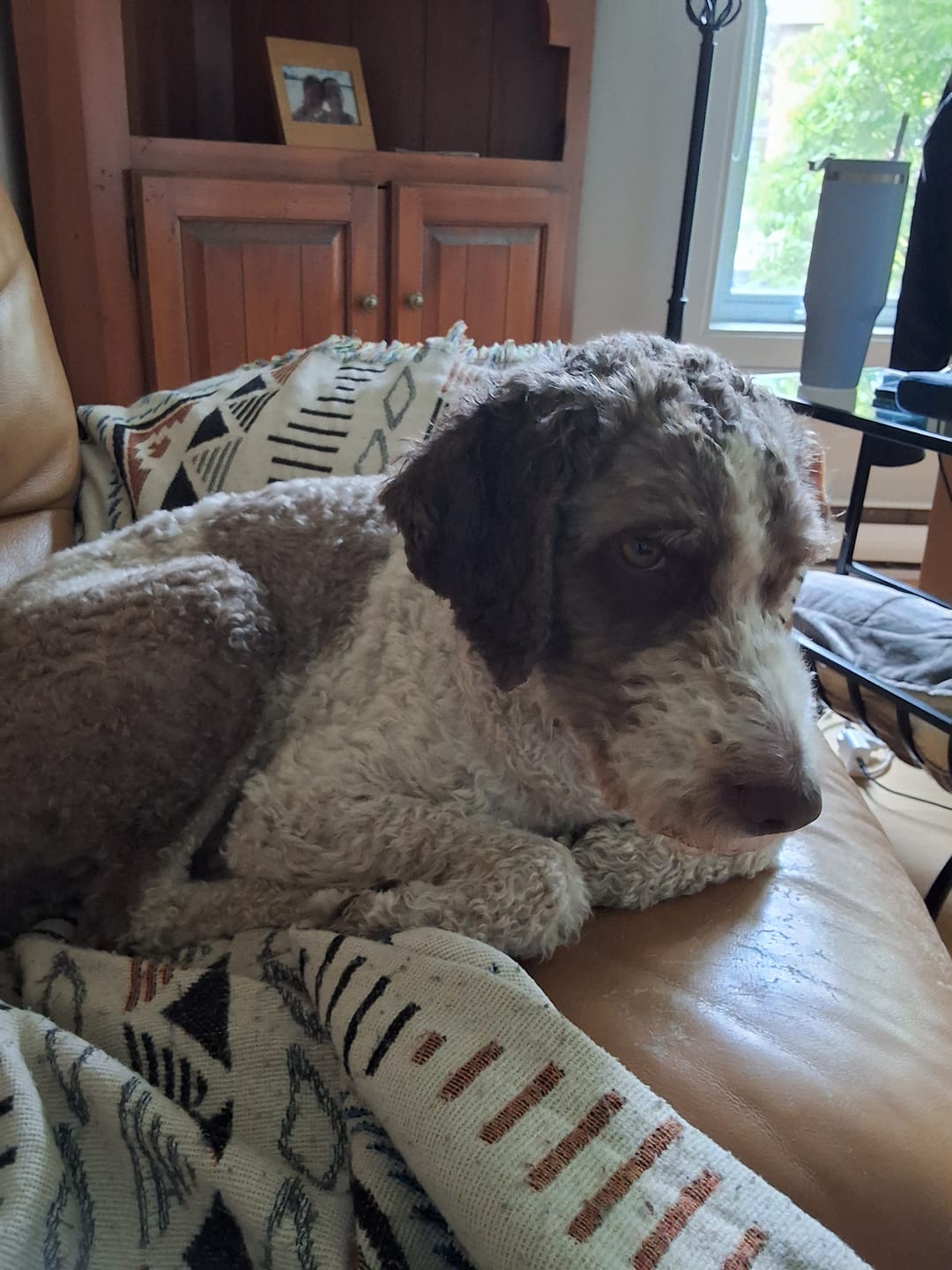Customer photo review of 6 Inch Thick Bully Stick