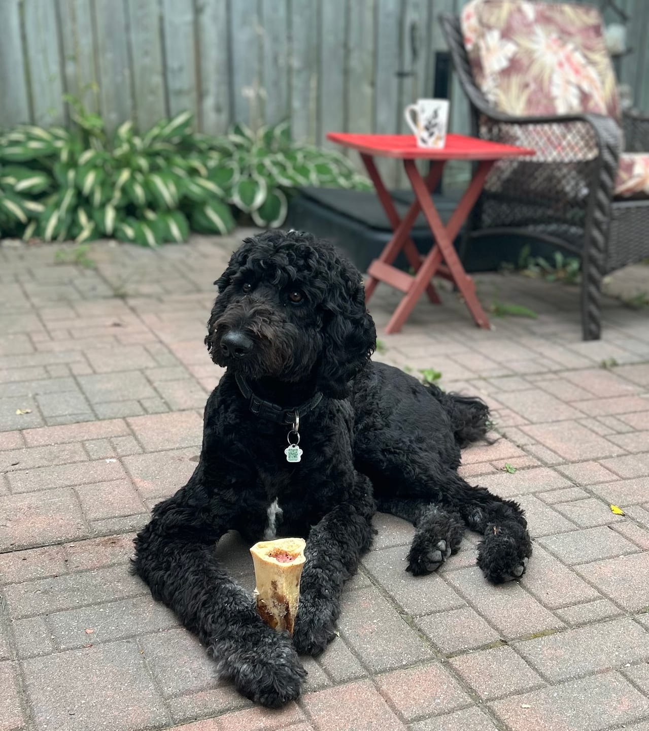 Customer photo review of 5-6 Inch Marrow Bone