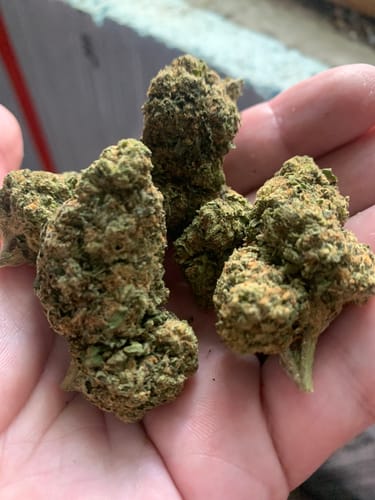 Customer photo review of Space Runtz Indoor - Bulk - Hybrid