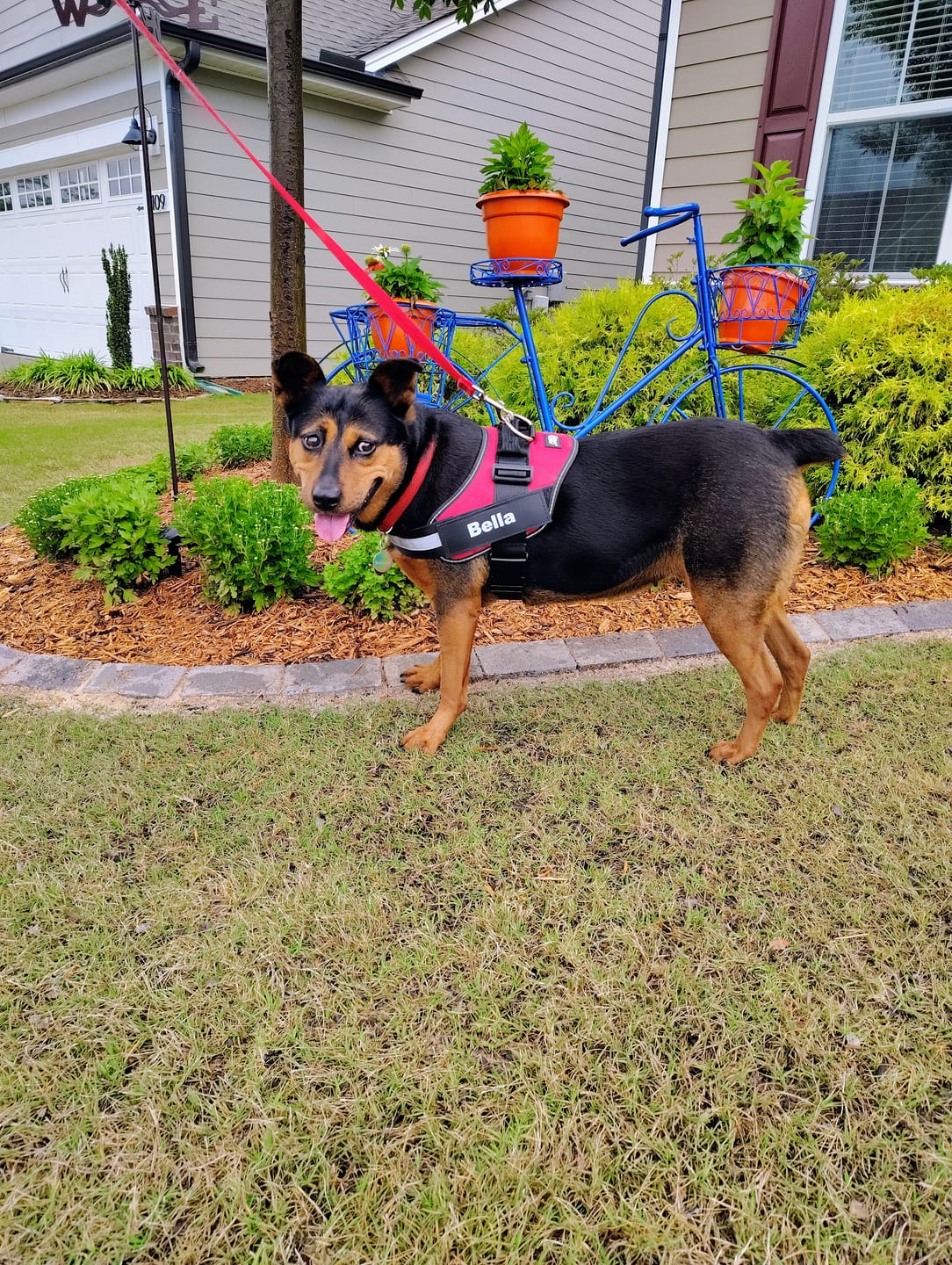 Customer photo review of Dogshood ™