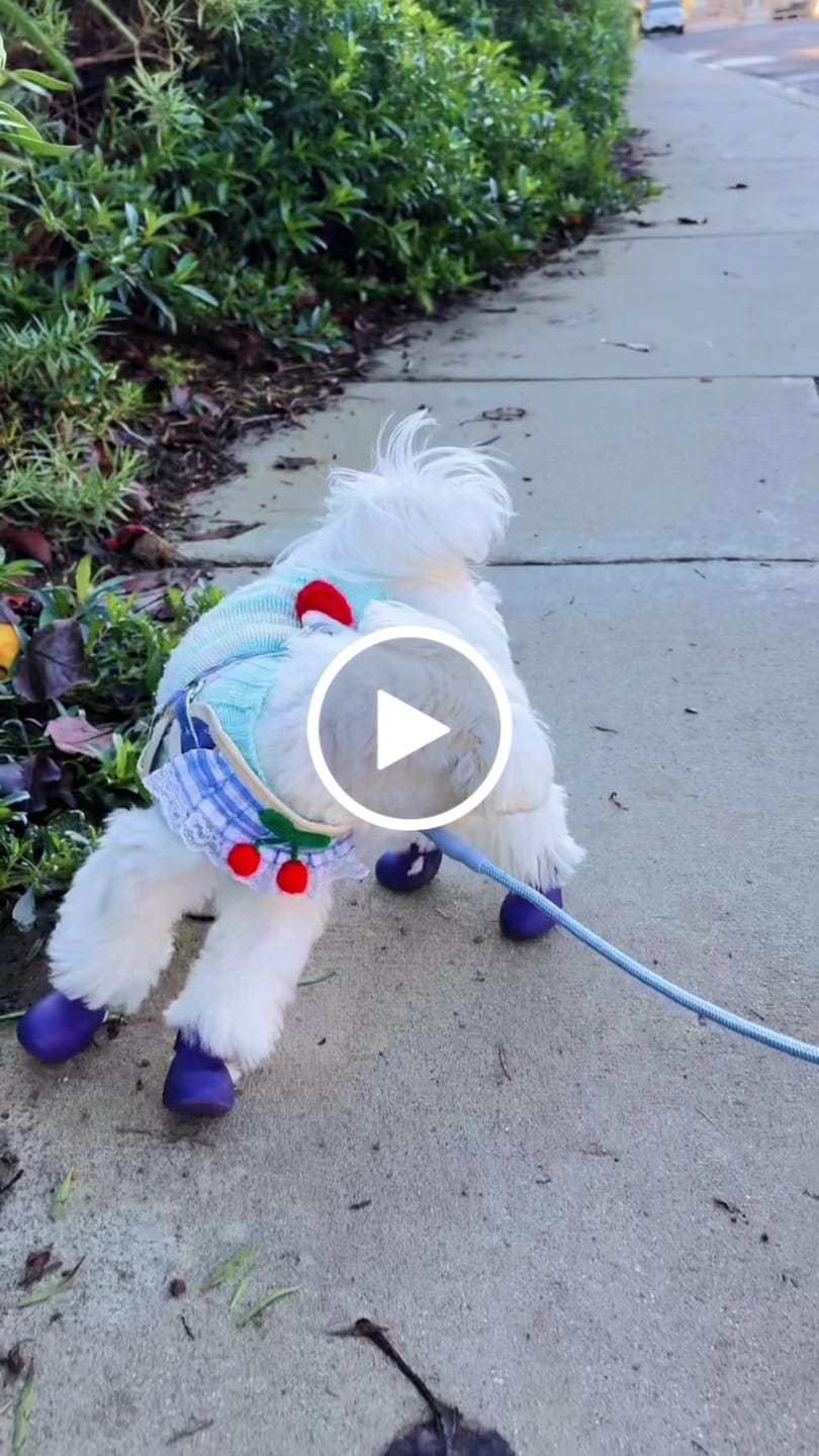 Customer video review of WagWellie® Single