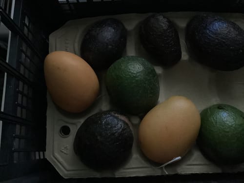 Ein Kunde zeigt zwei gelbe Mingolo-Mangos aus der Lieferung in einem schützenden Karton.