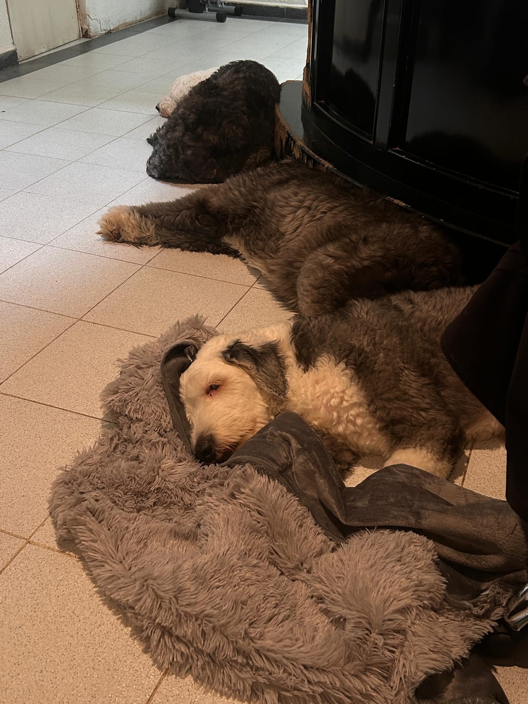 Customer photo review of Cobija Impermeable para Perros
