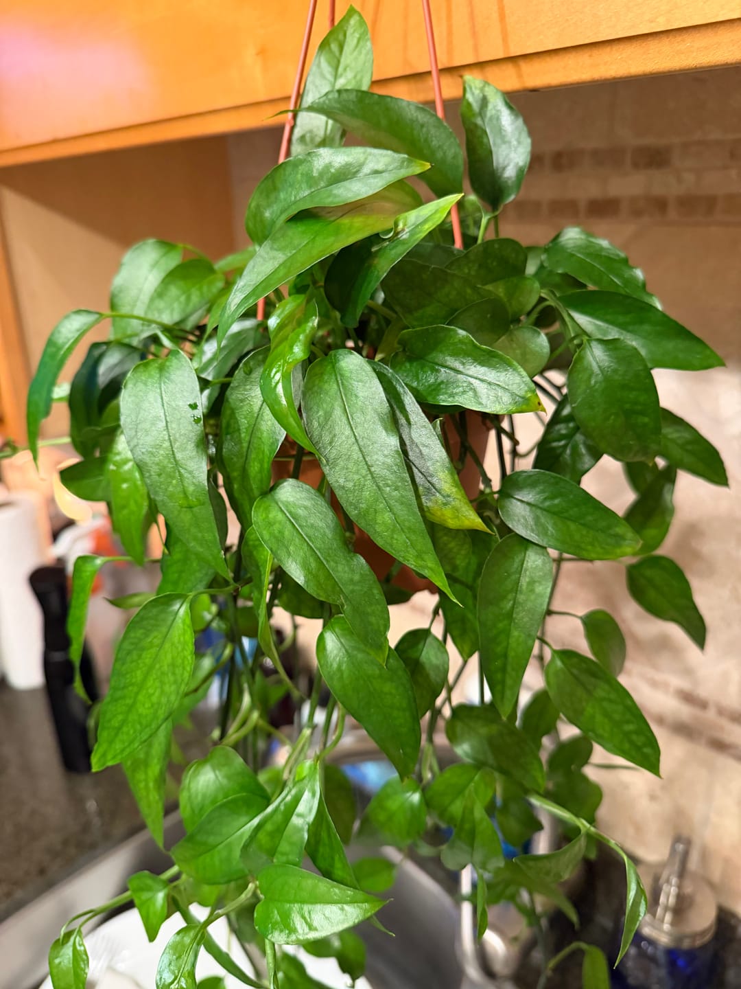 Customer photo review of Pothos Epipremnum pinnatum 'Skeleton Key'