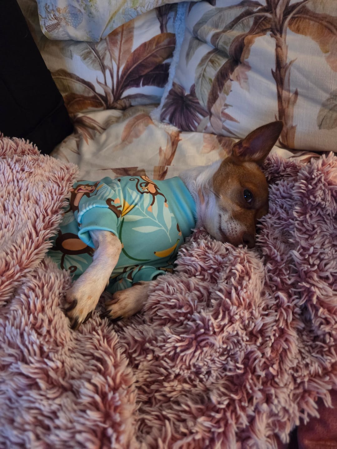Customer photo review of Dog Pajama - Monkey Business