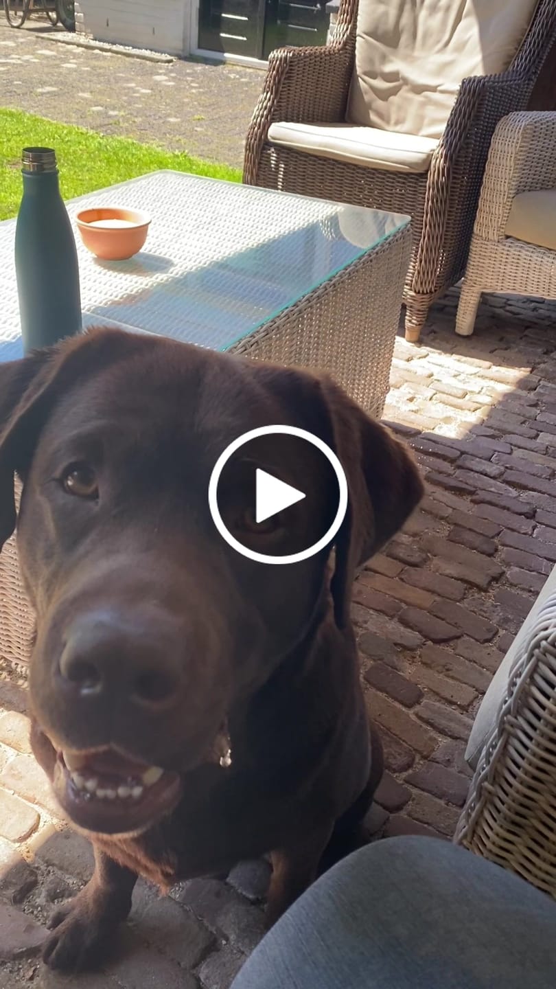 Customer video review of Zoete Pieper Pups (Graanvrij) | Kleine hondenkoekjes