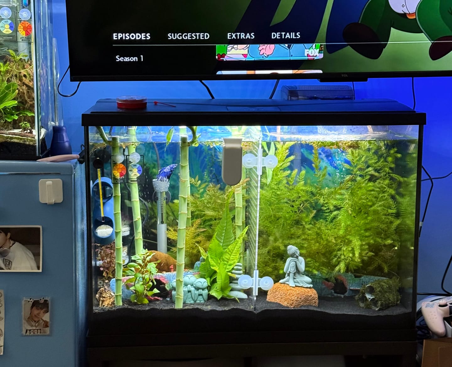 Customer photo review of Blue Marble Dot Halfmoon Male Betta Fish | Grower Pick