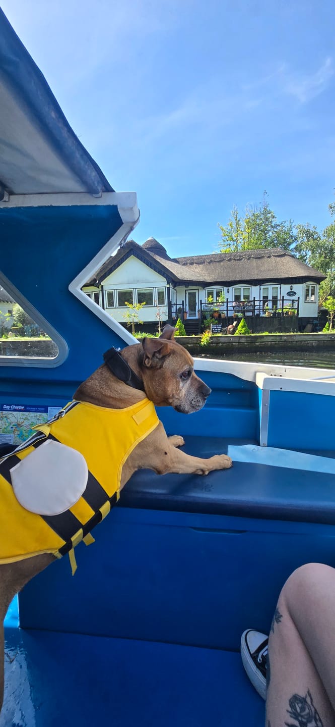 Customer photo review of Dog Waterproof Bee Vest Life Jacket - Sizes S to XXL