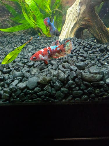 Customer's vibrant Koi Red Gold Coat Betta Fish swimming over dark gravel in a planted aquarium.