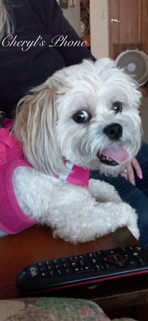 Customer photo review of 6 Inch Standard Bully Stick