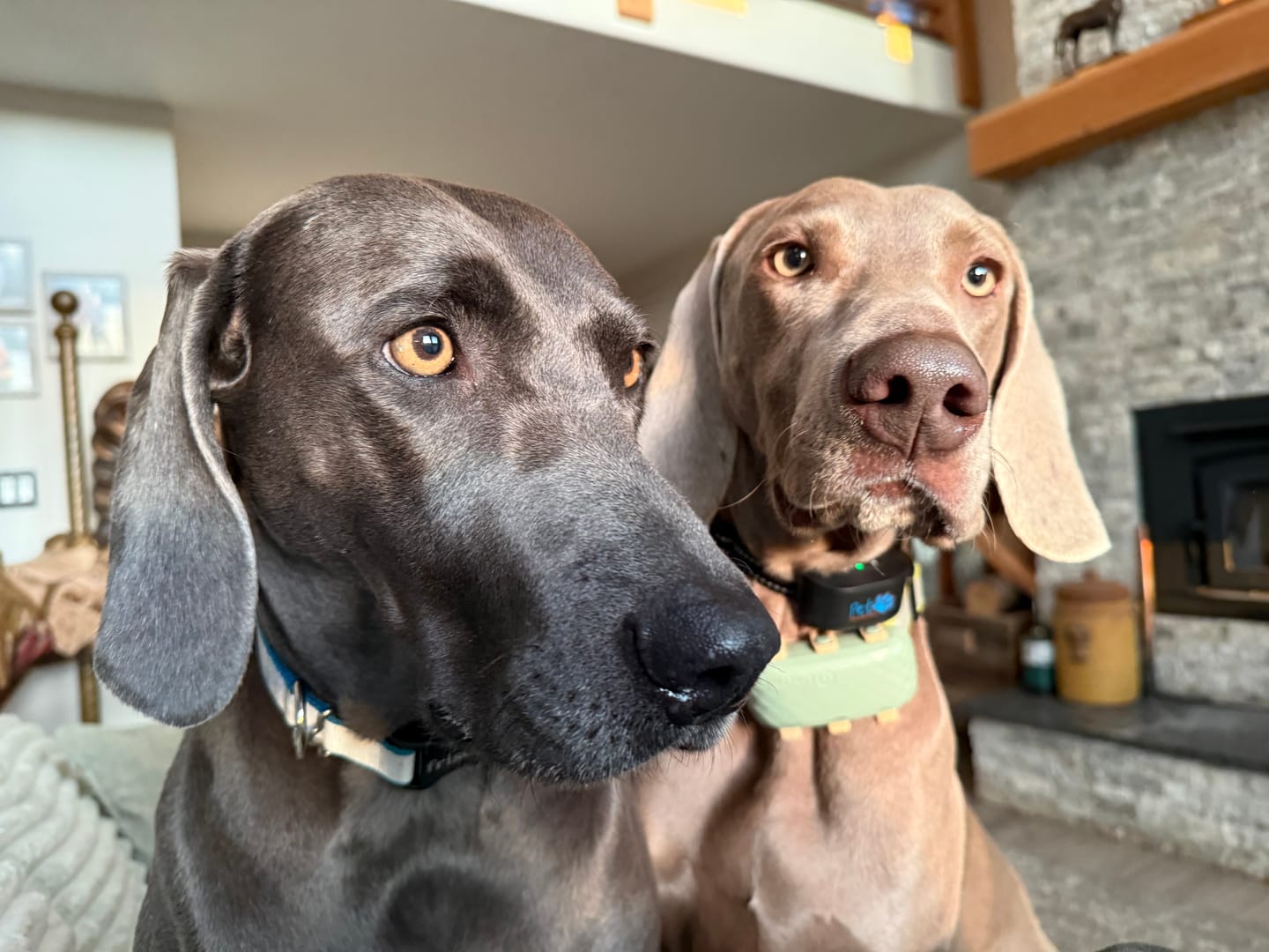 Customer photo review of Daily Dog Probiotic