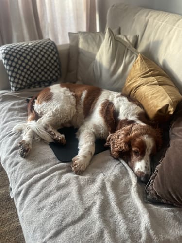 Customer photo review of Vakna Som Ditt Bästa Jag Med Vårt Grounding Lakan Set!