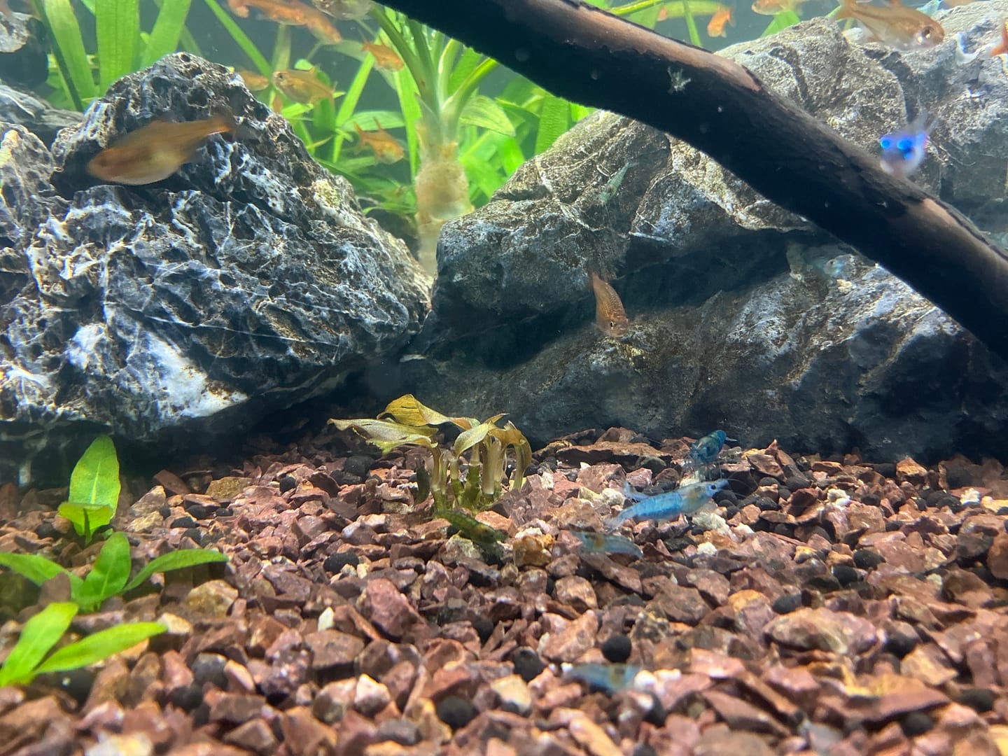 Customer photo review of Cryptocoryne Wendtii RED 'Mi Oya'