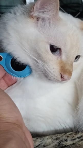 Customer photo review of Cat AirTag Holder Collar Breakaway Reflective Strips Adjustable Kitten Collar Waterproof Cat Bell Collar Pet Air Tag Case collar