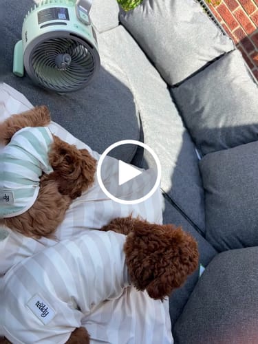 Customer video review of Summer Breeze Cooling Mat
