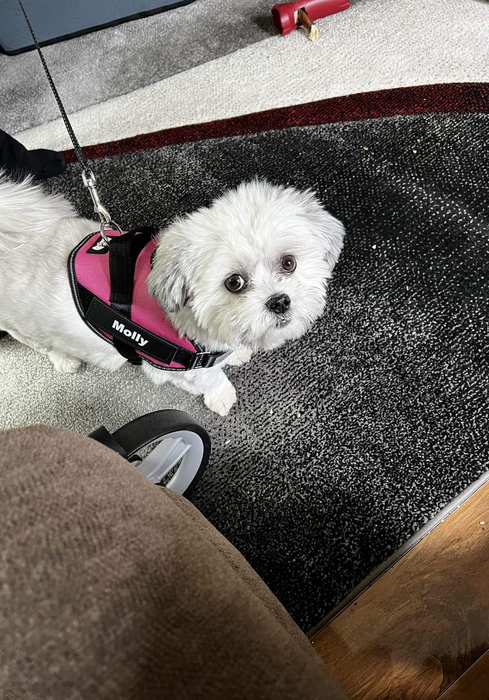 Customer photo review of Dogshood ™