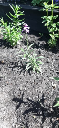 Customer photo review of Steenraket - Erysimum linifolium 'Bowles Mauve'