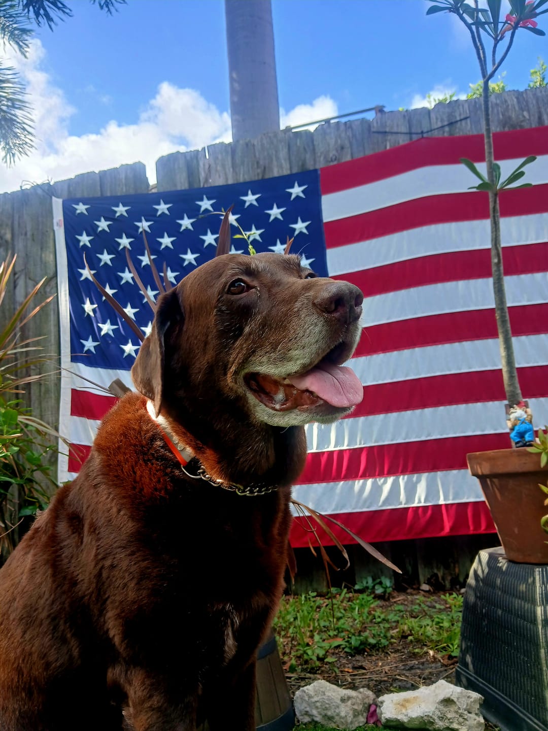 Customer photo review of 12 Inch Braided Jerky Stick