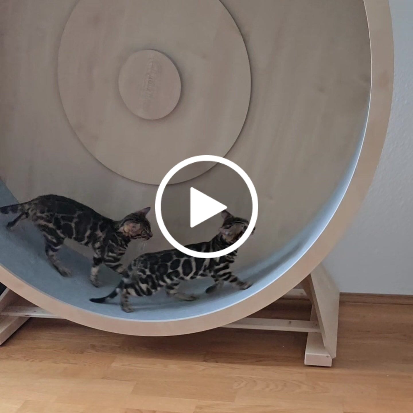 Customer video review of Elmato Katzenlaufrad Rocky Standmodell