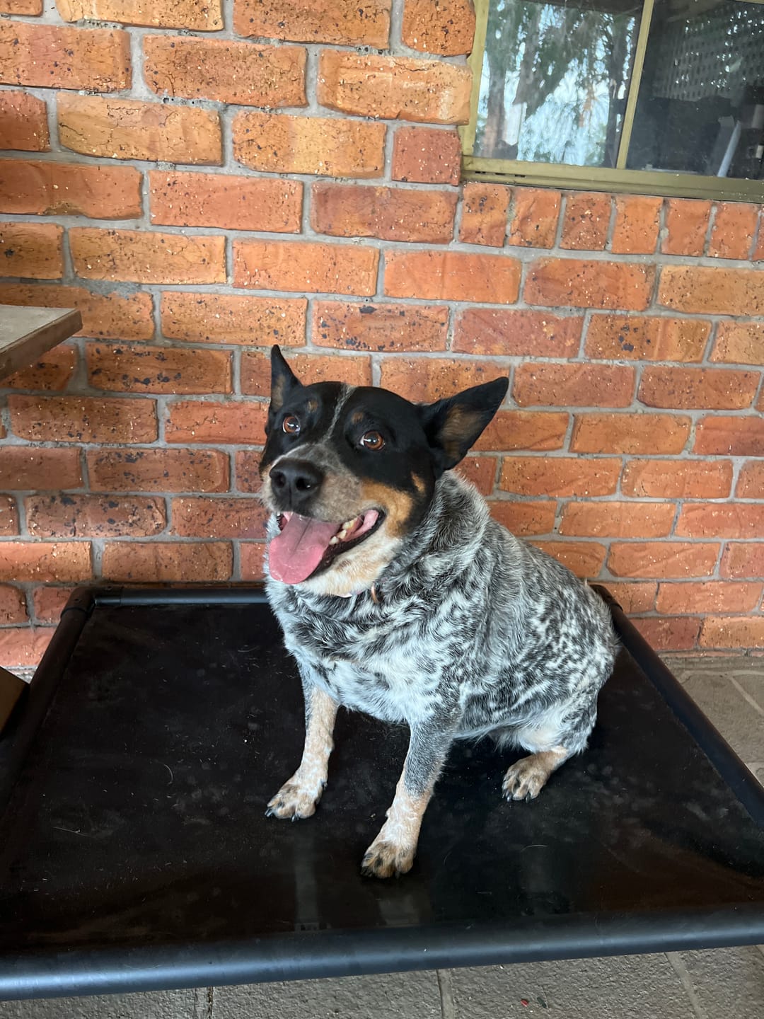 Customer photo review of Reinforced Elevated TuffyBed