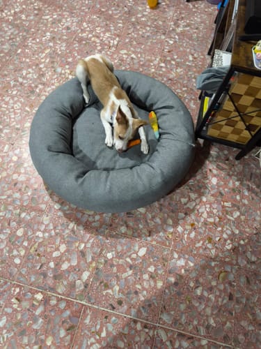 El perro de un cliente descansa en la Funda Lino para Cama Antiestrés gris sobre un suelo de baldosas.