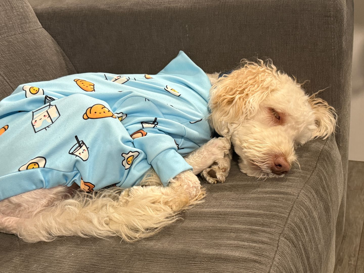 Customer photo review of Dog Pajama Prints