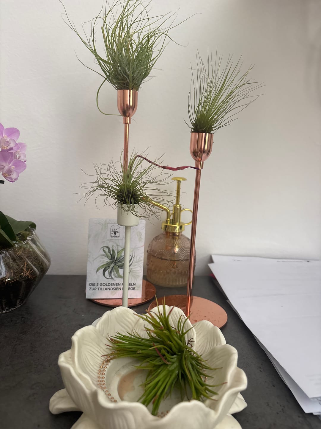 Customer photo review of Tillandsia argentea
