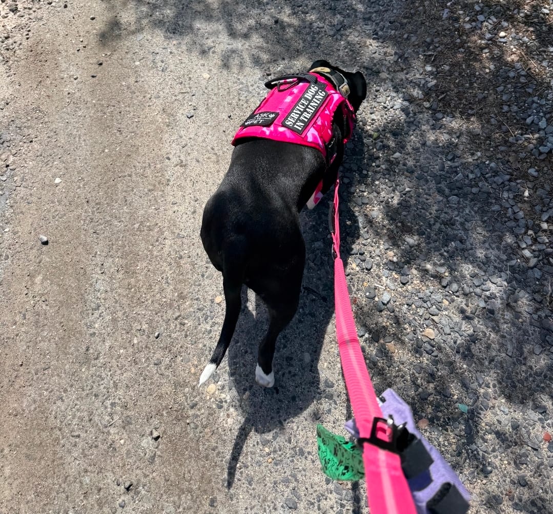 Customer photo review of Classic Heavy-Duty Tactical No-Pull Team K9™ Dog Harness With Front & Back D-Rings, Quick-Release Metal-Buckles, Hook & Loop Panels, & Top Handle