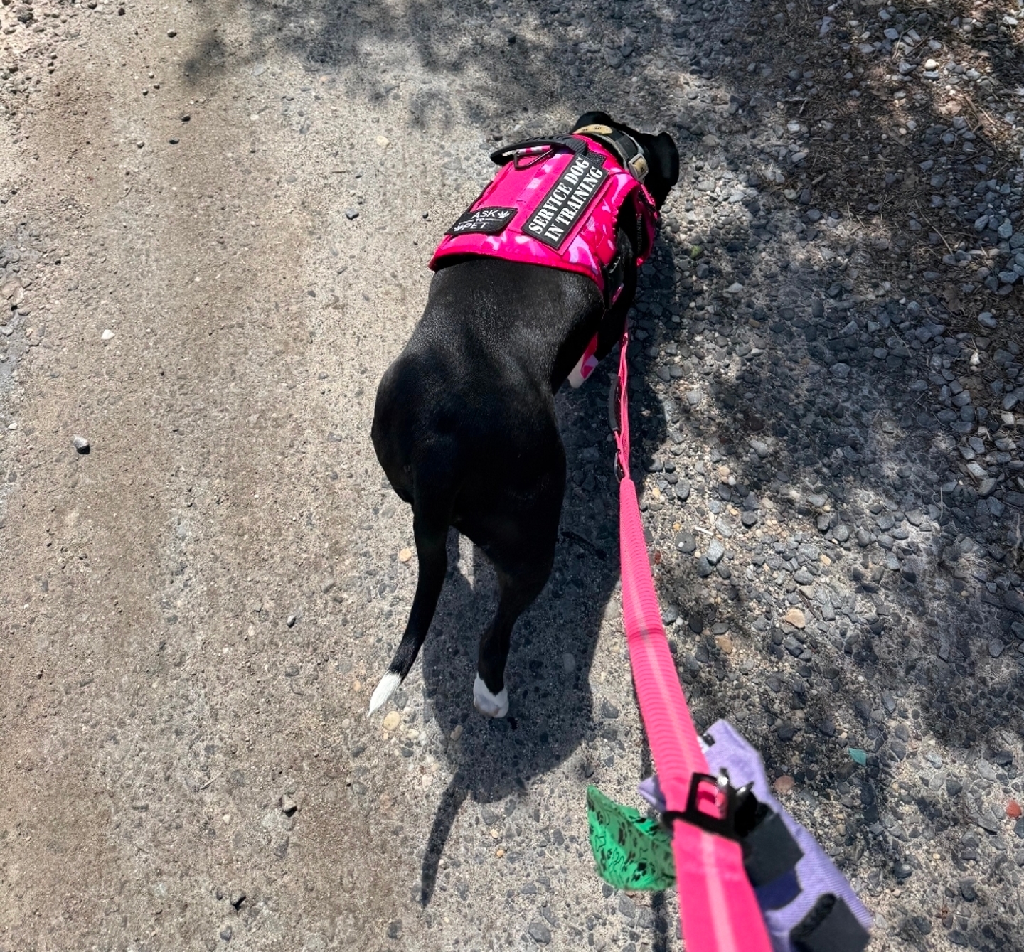 Customer dog wearing Team K9 gear