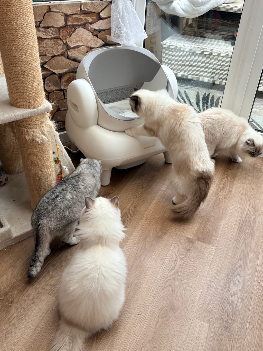 Customer photo review of Neakasa M1 Lite Plus Open-Top Self-Cleaning Cat Litter Box