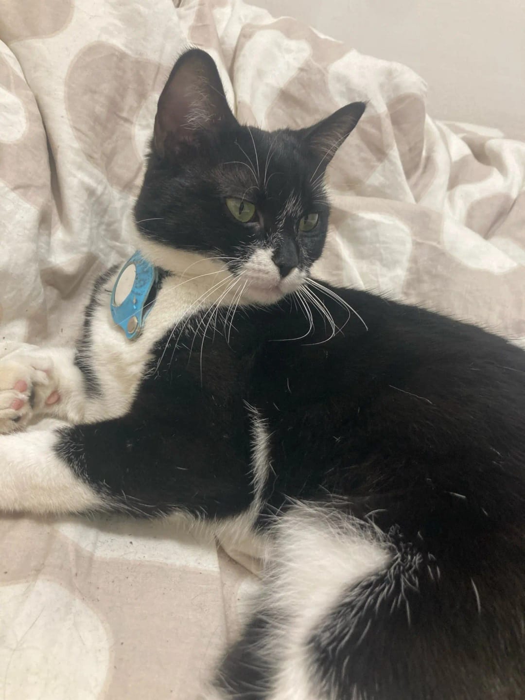 Customer photo review of Cat AirTag Holder Collar Breakaway Reflective Strips Adjustable Kitten Collar Waterproof Cat Bell Collar Pet Air Tag Case collar