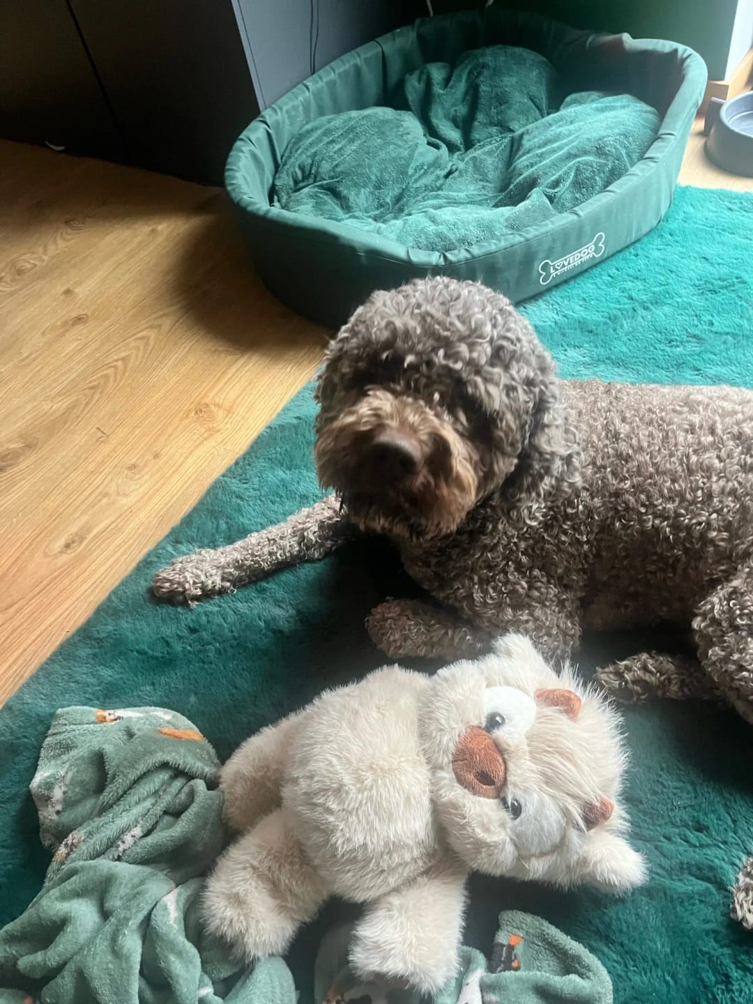 Customer photo review of Coco-Hug™ El peluche que corre