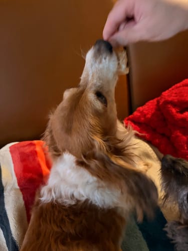 Customer's brown and white dog taking a bully stick from a person's hand.